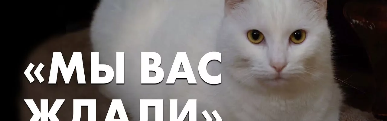 "Мы вас ждали"