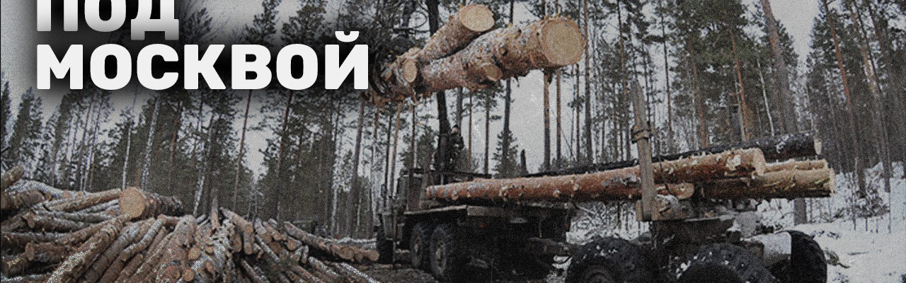 Власти вырубают лес Подмосковья и преследуют его защитников в Троицке